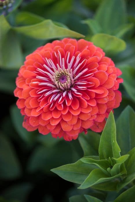 zinnia 'Dreamland Coral'