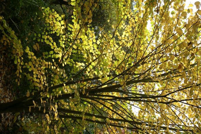 magnificent Katsura tree