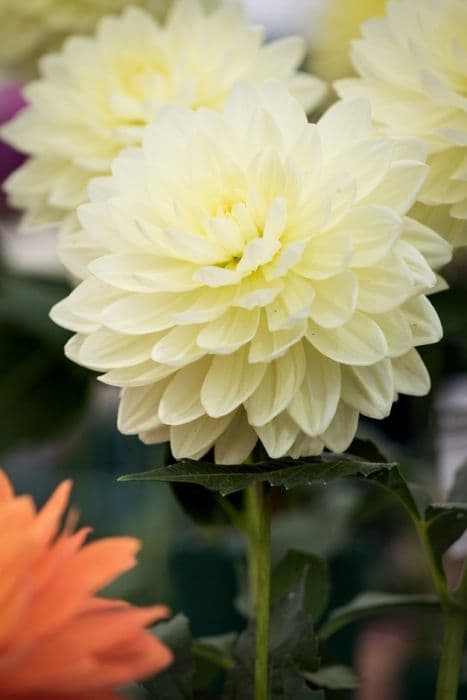 dahlia 'Cameo'