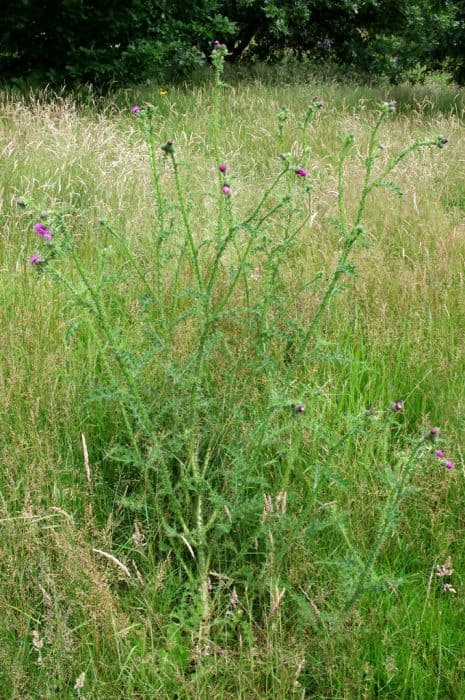 Welted thistle