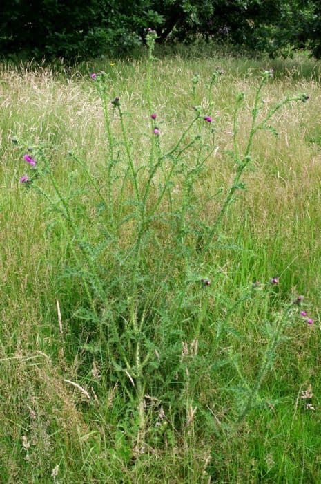 Welted thistle