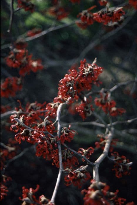 witch hazel 'Diane'