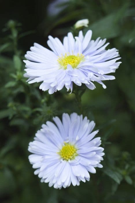 Michaelmas daisy 'Porzellan'