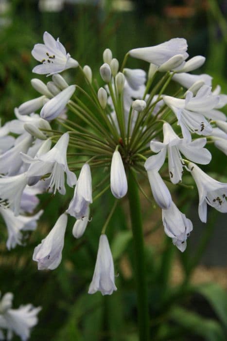 African lily 'Silver Mist'