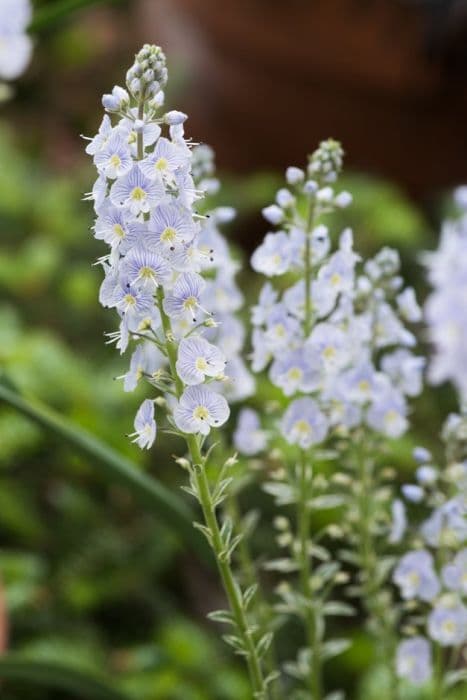 gentian speedwell 'Variegata'