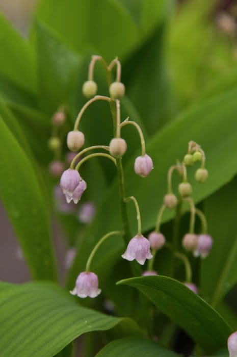 rosy lily of the valley