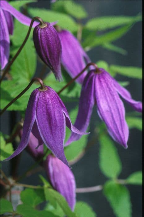 clematis 'Helsingborg'