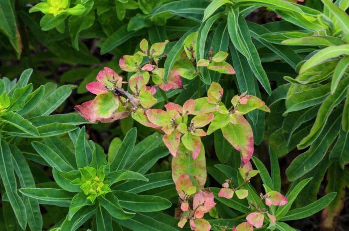 greater cushion spurge