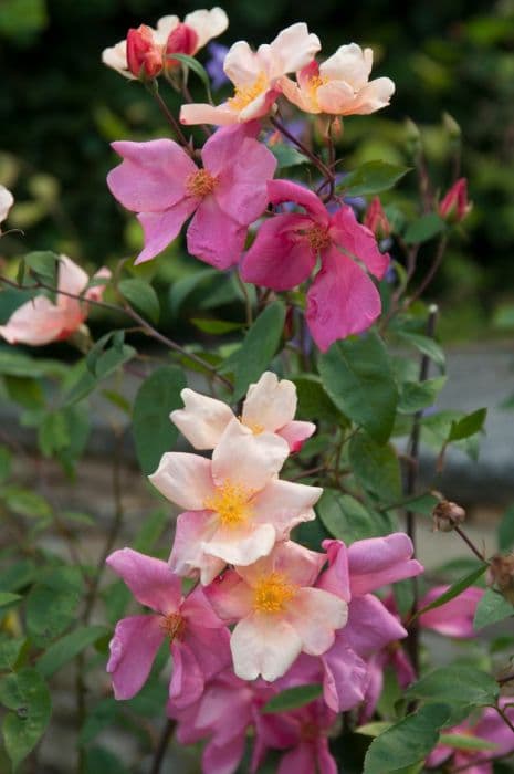 tea rose 'Mutabilis'