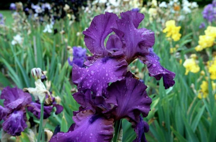 iris 'Gypsy Romance'