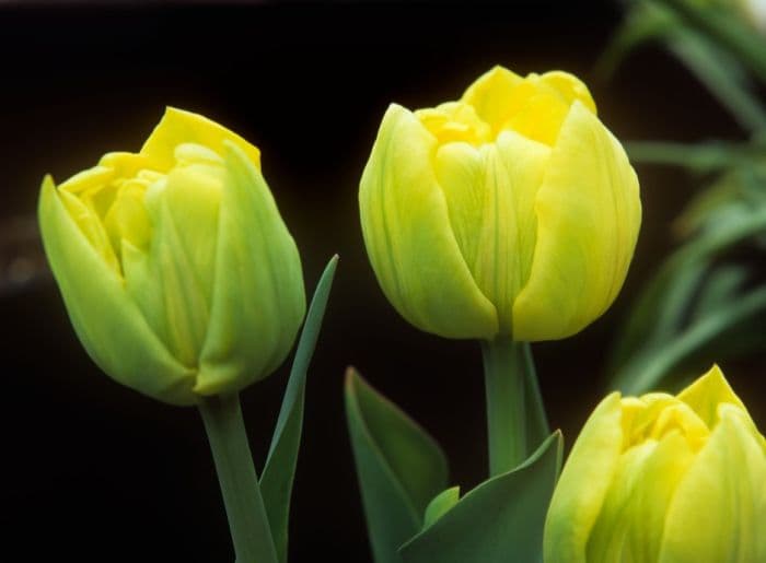 tulip 'Boule d'Or'