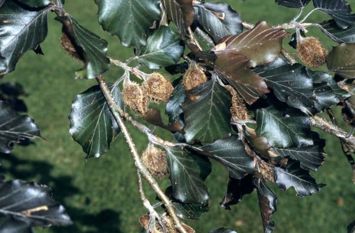 beech 'Riversii'