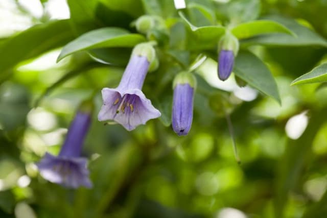 Mini angel's trumpet