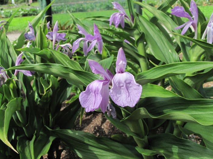 cautleya-flowered roscoea 'Helen Lamb'