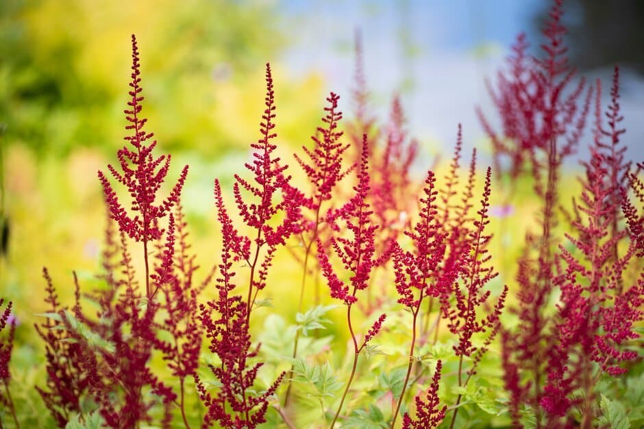 Astilbe Glow