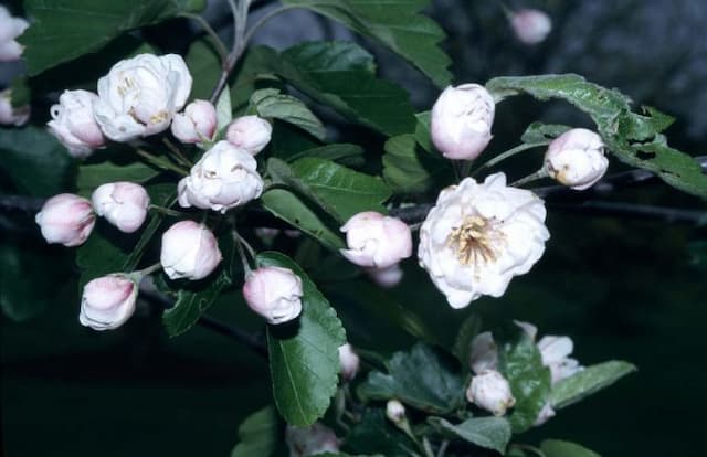 American crab apple 'Charlottae'