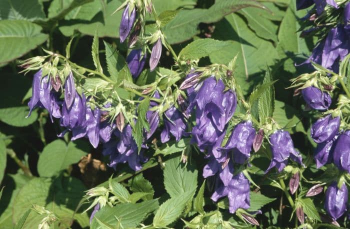 bellflower 'Kent Belle'