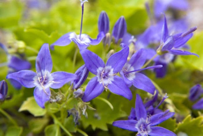 Adriatic bellflower 'Dickson's Gold'