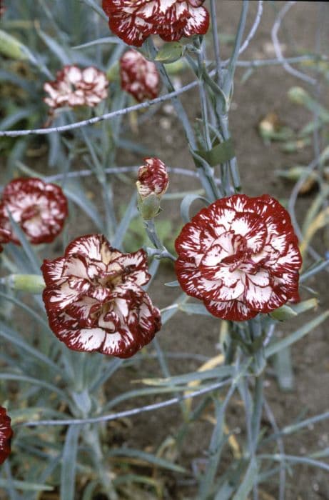 border carnation 'Spinfield Lane'