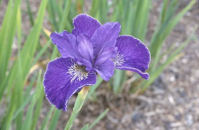 Siberian iris 'Trim the Velvet'