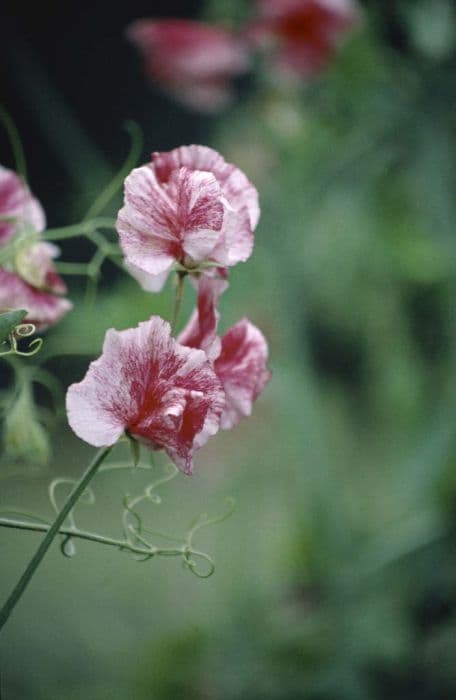 sweet pea 'Oklahoma'