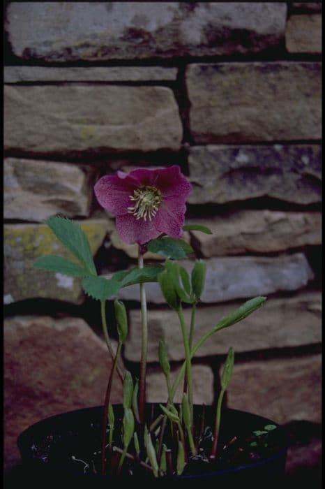 hellebore 'Rosina Cross'