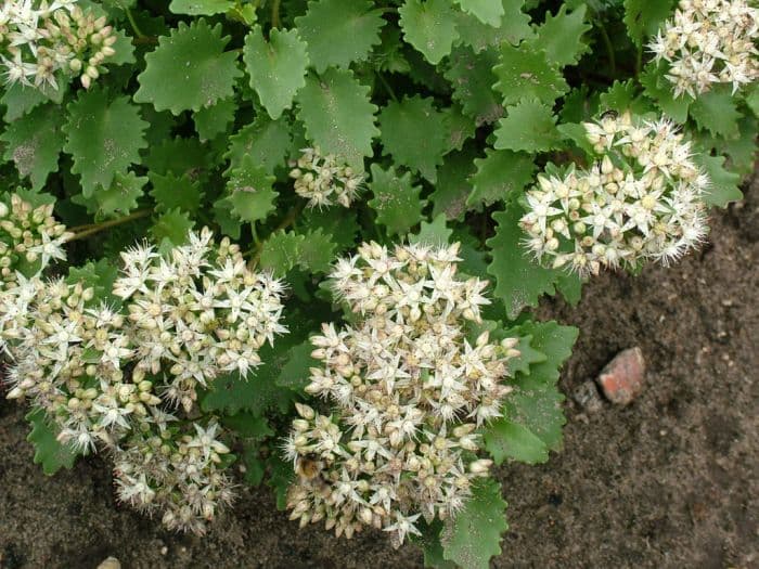 showy stonecrop