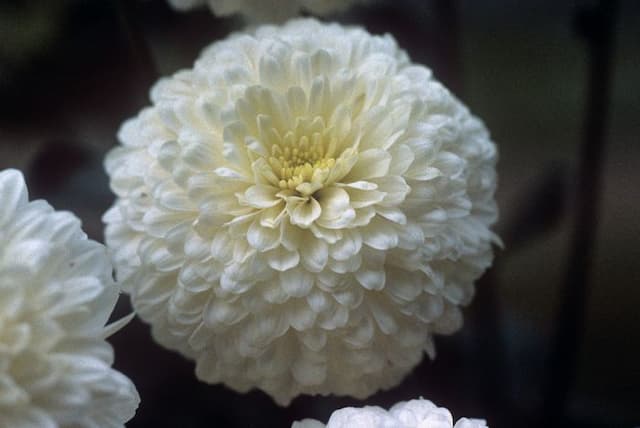 Chrysanthemum 'Talbot Maid'