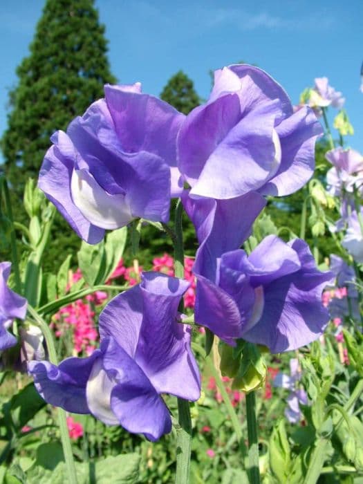 sweet pea 'Linda C'