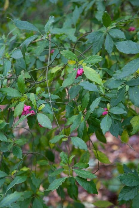 spindle 'Red Cascade'