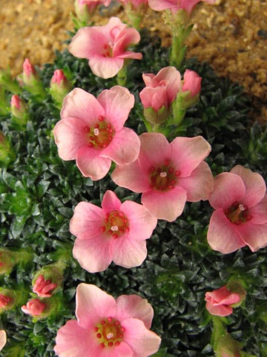 saxifrage 'Peach Melba'