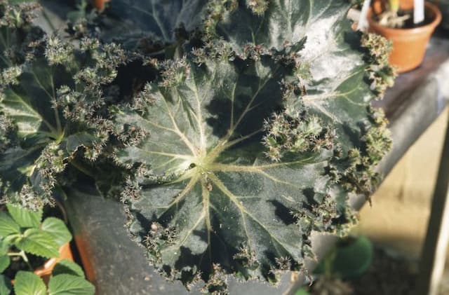 Begonia 'Munchkin'