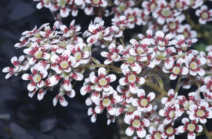 saxifrage Southside Seedling Group