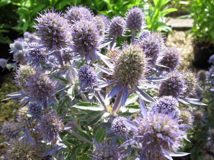 blue eryngo 'Blue Hobbit'