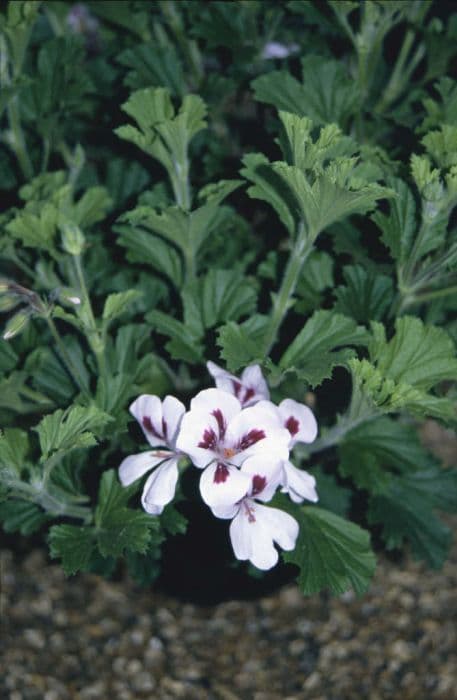 pelargonium 'Princeanum'