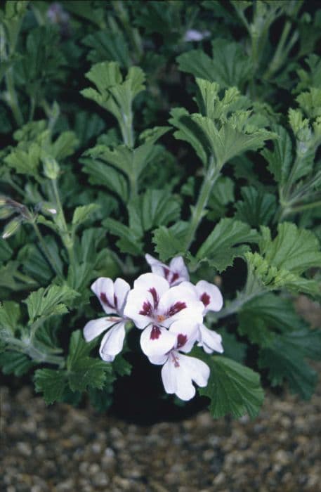 Pelargonium 'Princeanum'