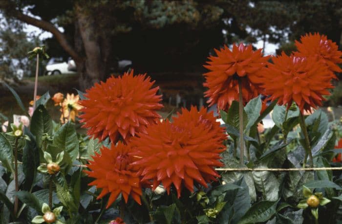 dahlia 'Witteman's Superba'