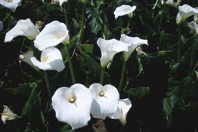 Arum lily 'Crowborough'
