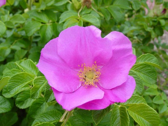 red Japanese rose