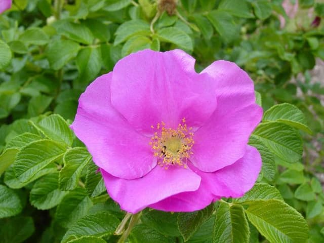 Red Japanese rose