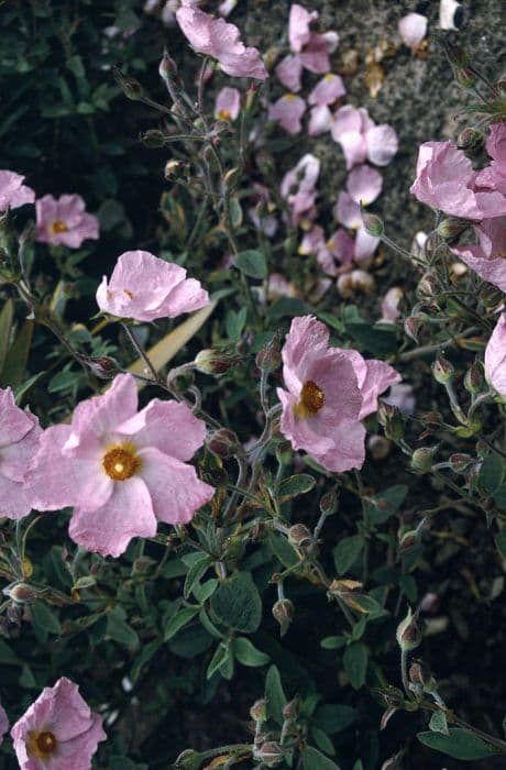 rock rose 'Silver Pink'