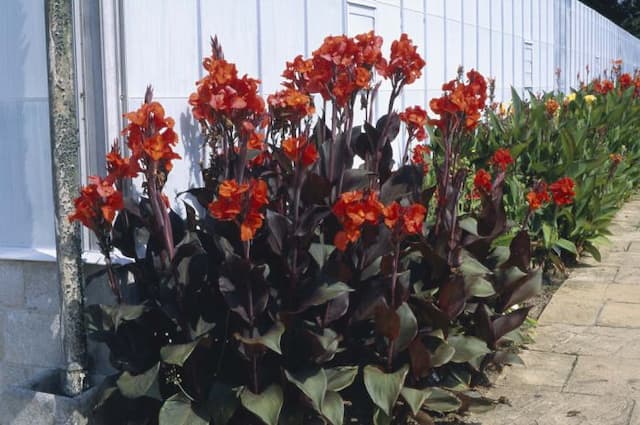 Canna 'General Eisenhower'