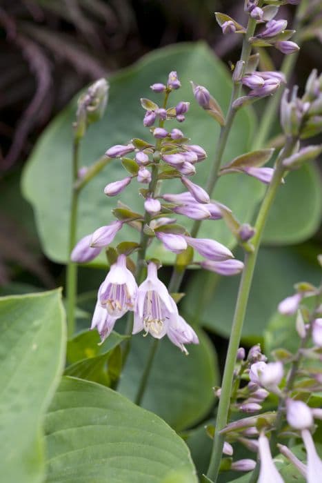 plantain lily 'Pearl Lake'