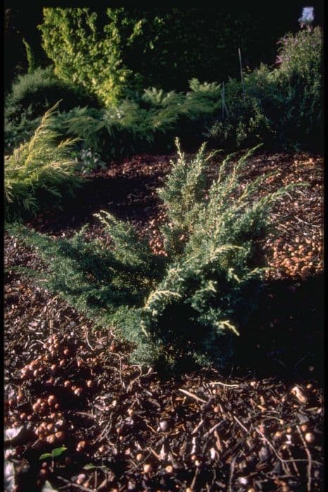 Chinese juniper 'Blaauw'