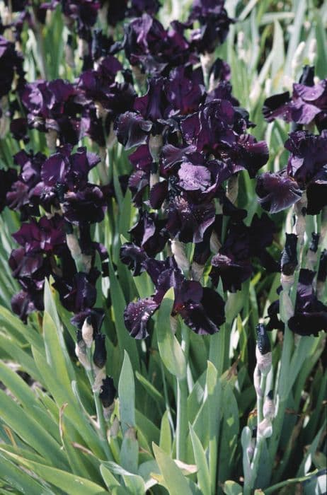 iris 'Black Sergeant'