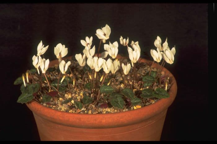 white Cilician cyclamen