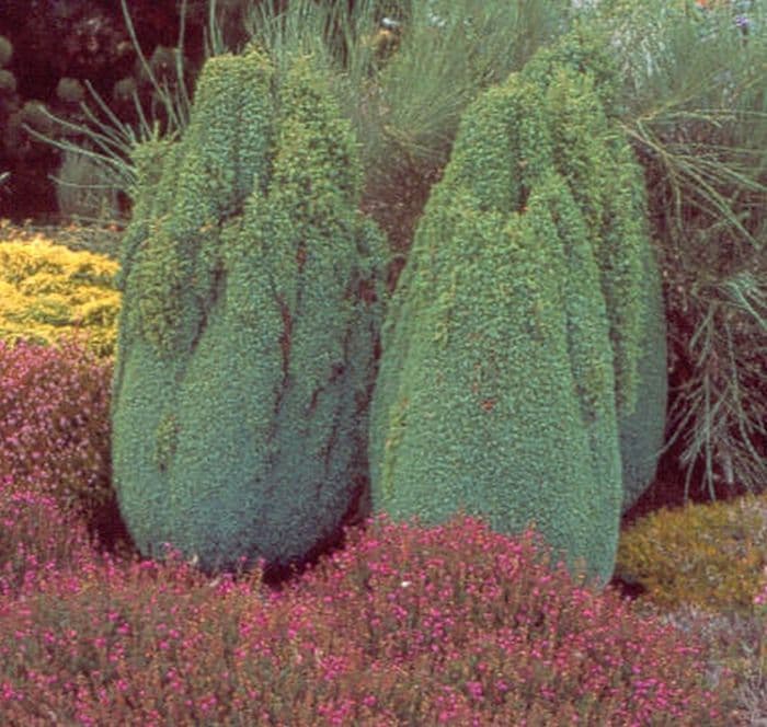 juniper 'Compressa'