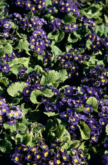 polyanthus 'Rainbow Blue Shades'