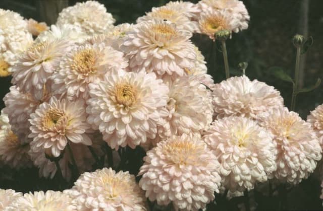 Chrysanthemum 'Madeleine'