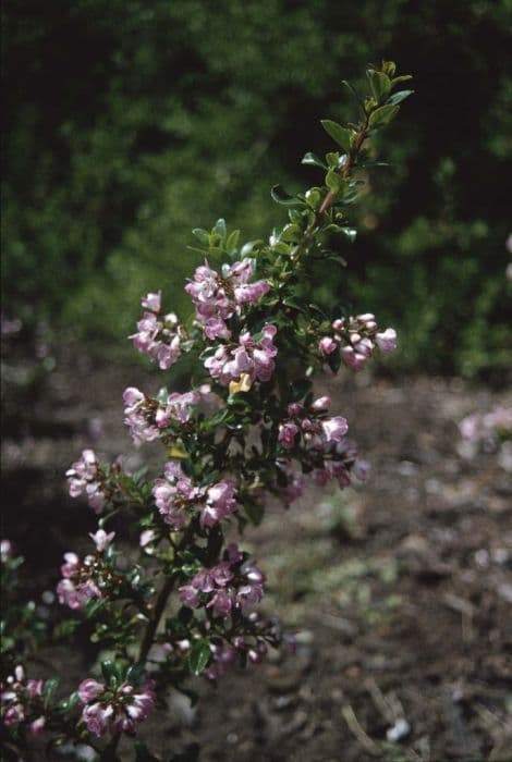 escallonia 'Apple Blossom'